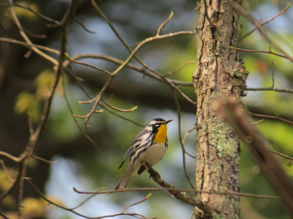 Yellow-throated Warbler (dominica/stoddardi) - Liam Waters