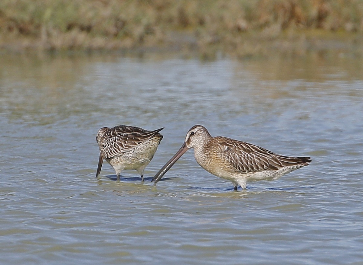 Asian Dowitcher - ML483631951