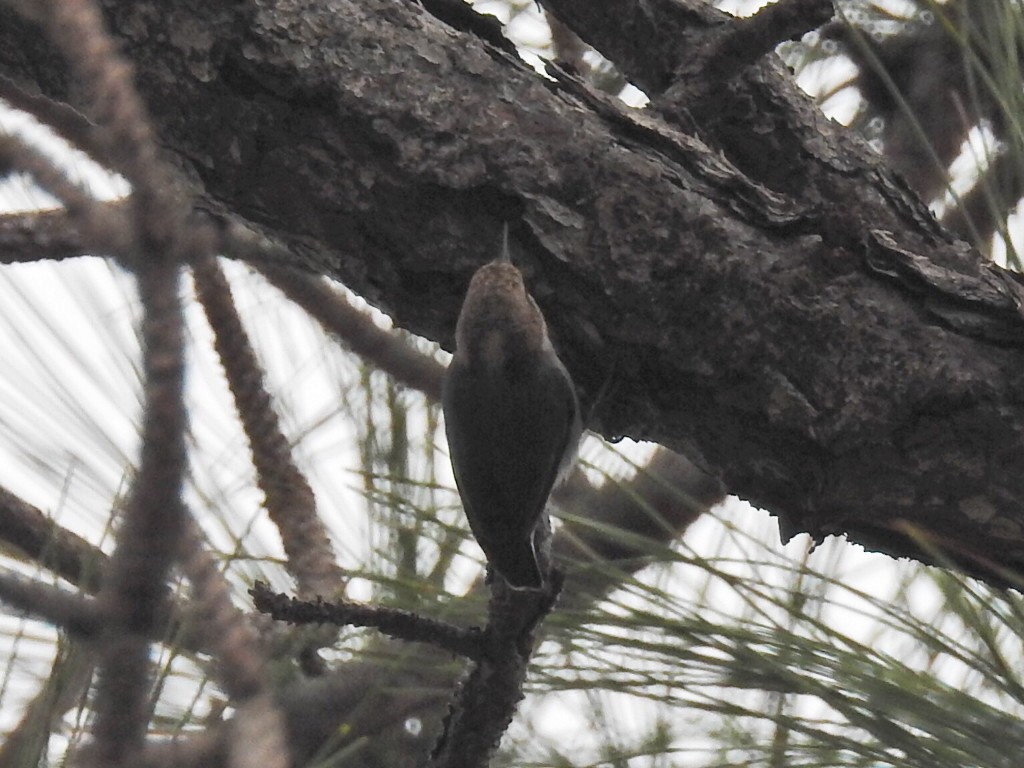 Brown-headed Nuthatch - ML48363391
