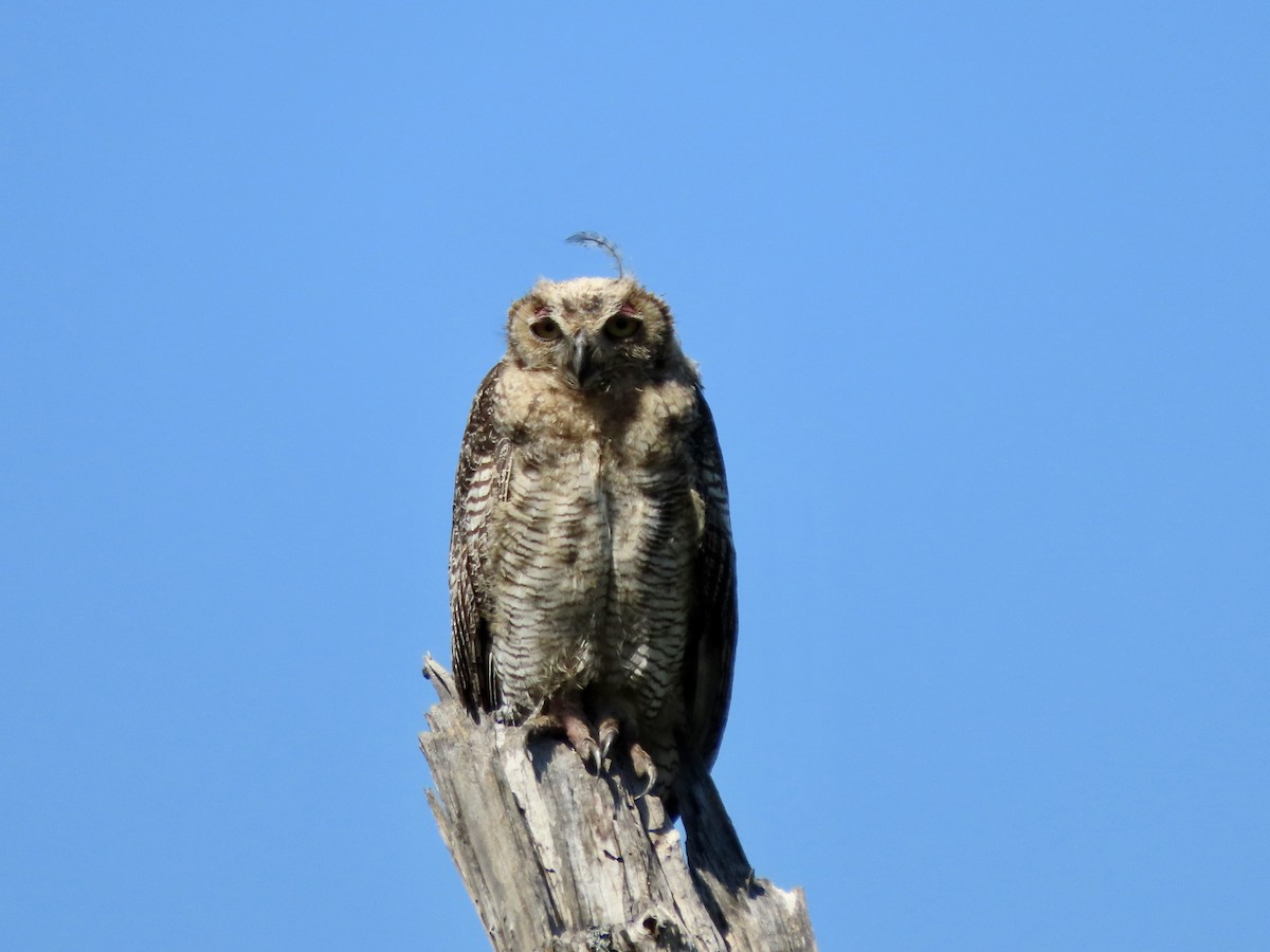 Great Horned Owl - ML483635581