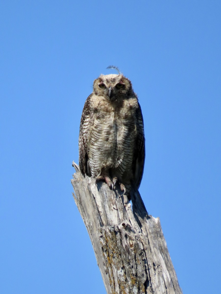 Great Horned Owl - ML483635591