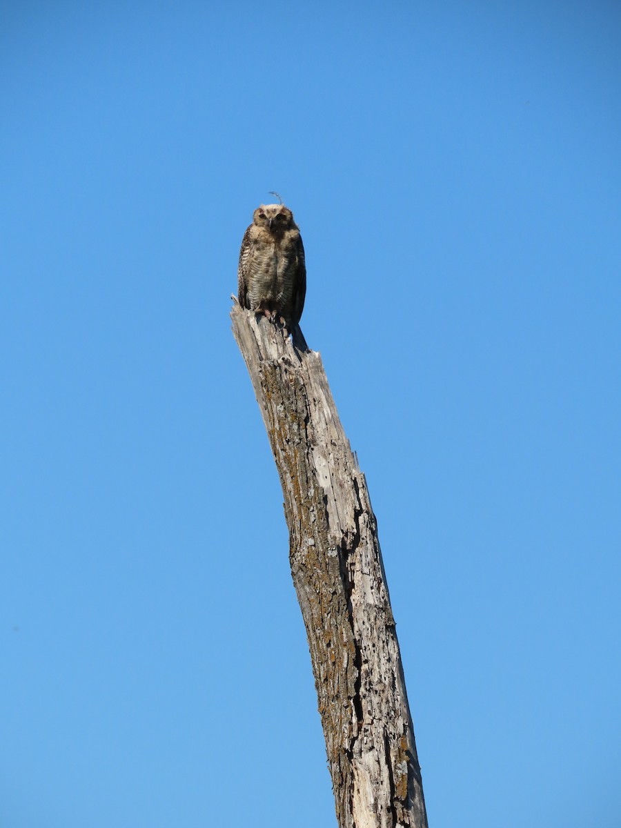 Great Horned Owl - ML483635601