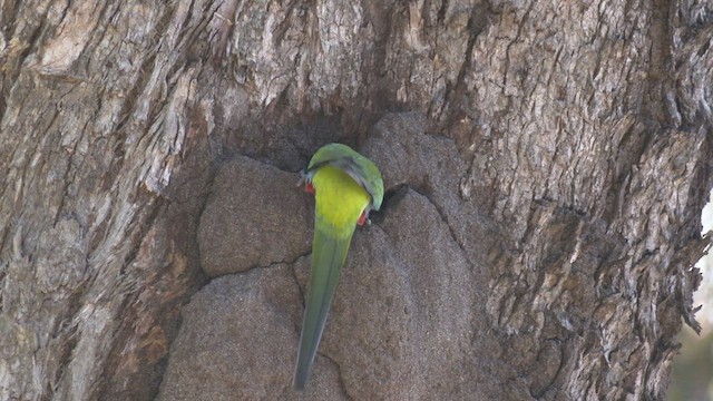 Red-capped Parrot - ML483639201