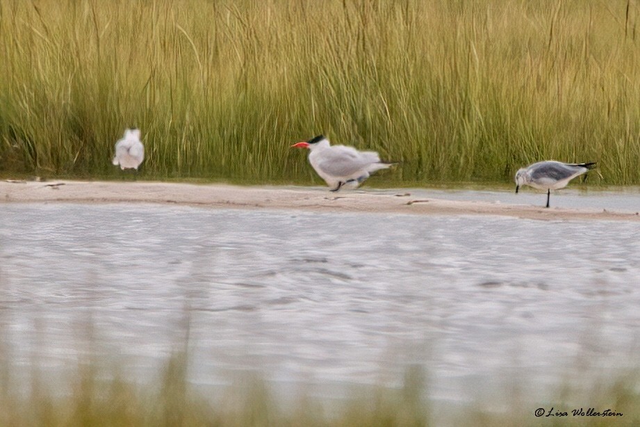 ML483640221 - Caspian Tern - Macaulay Library