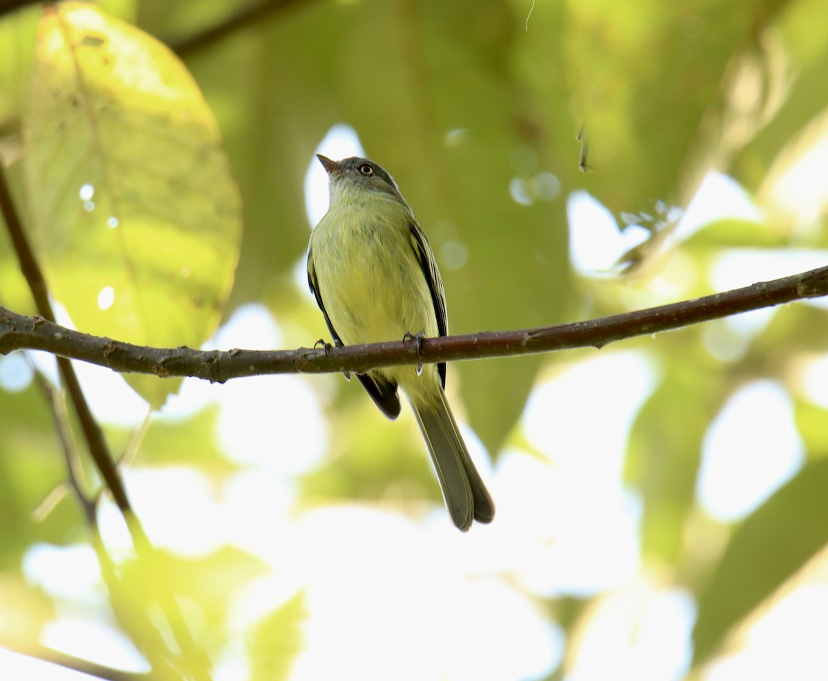 Red-billed Tyrannulet - Marcelo Quipo