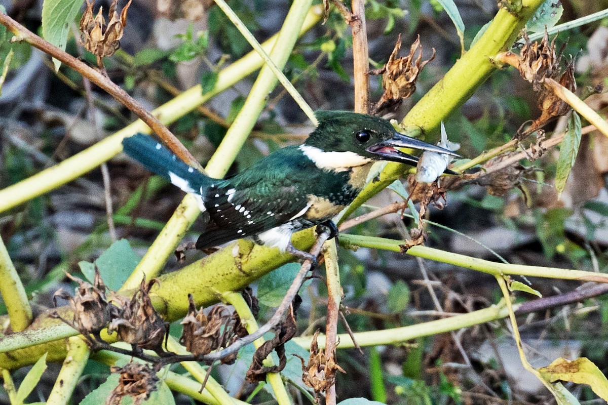 Green Kingfisher - Kamal Mahabir