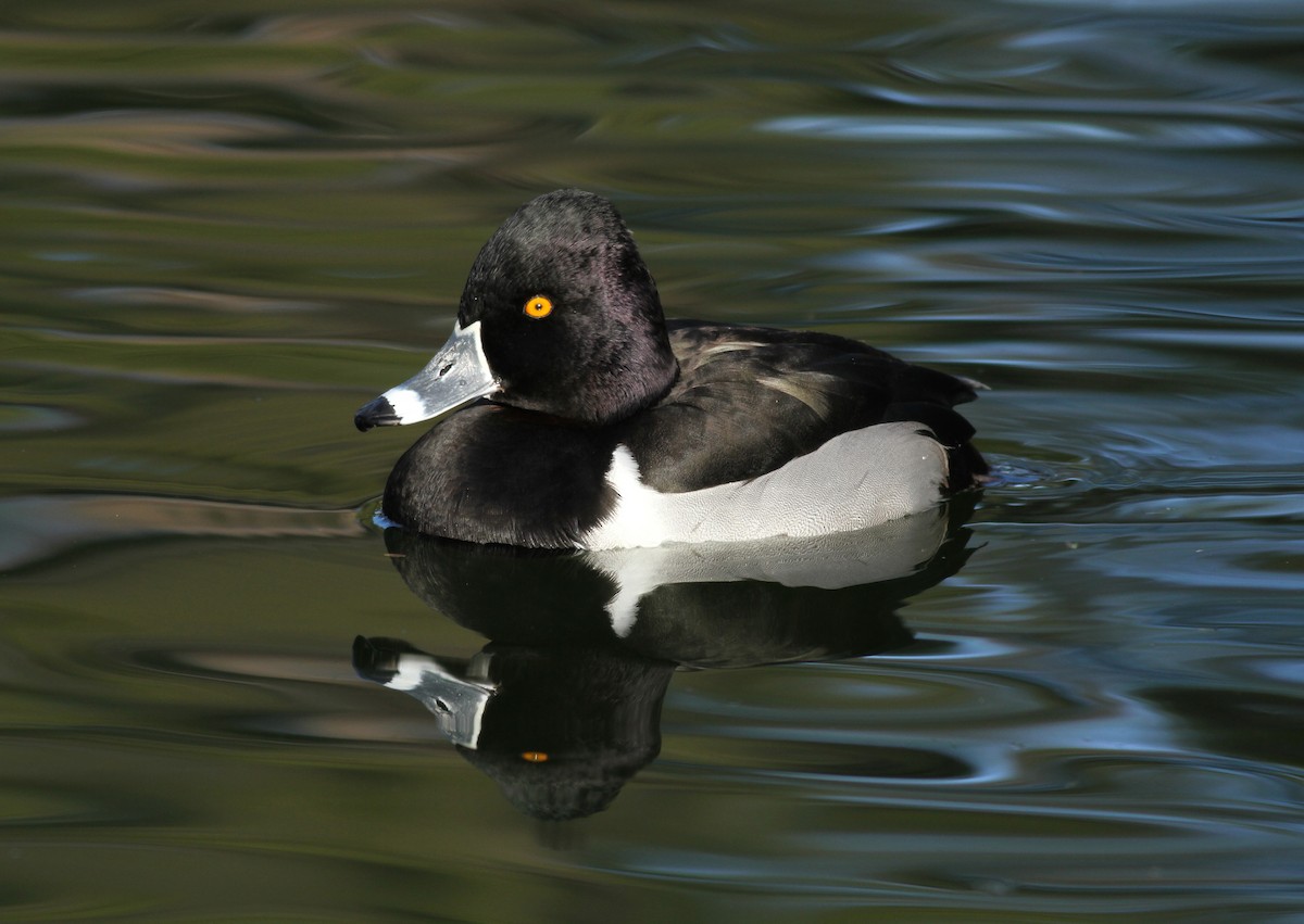 Ring-necked Duck - Brandon Caswell