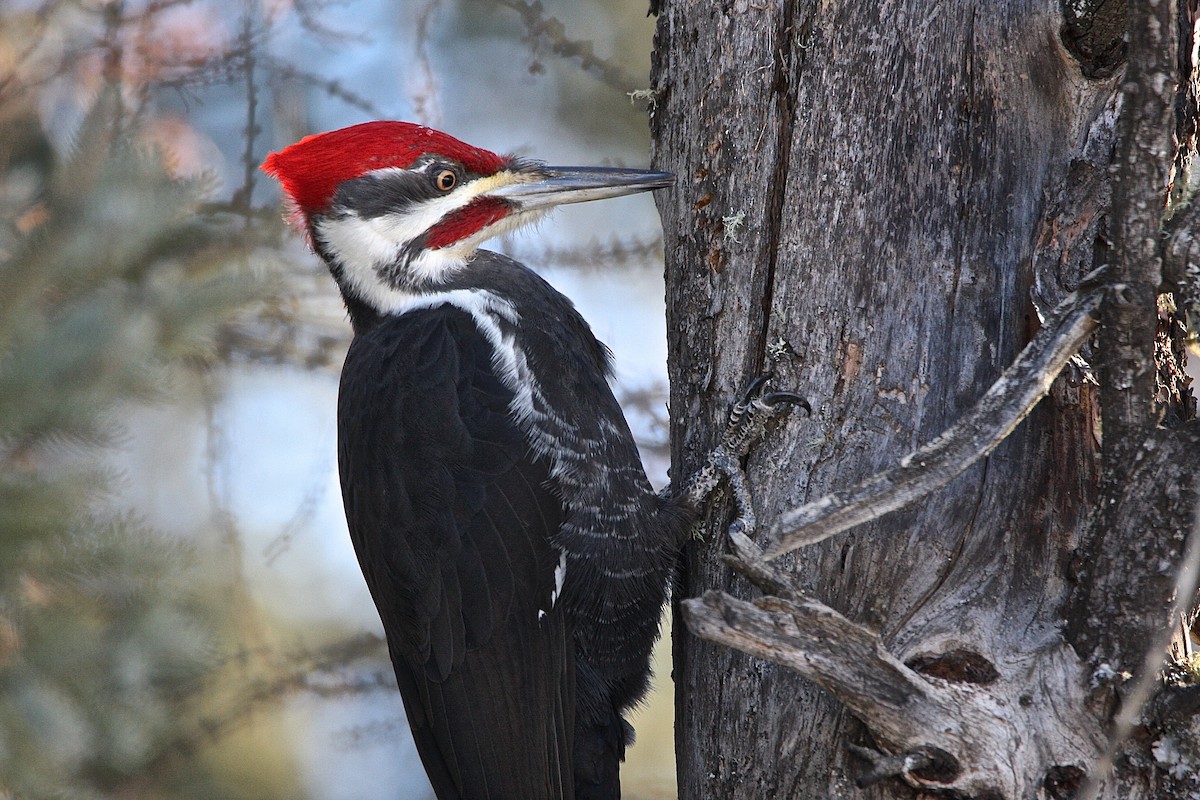 Pileated Woodpecker - Bob Bidney