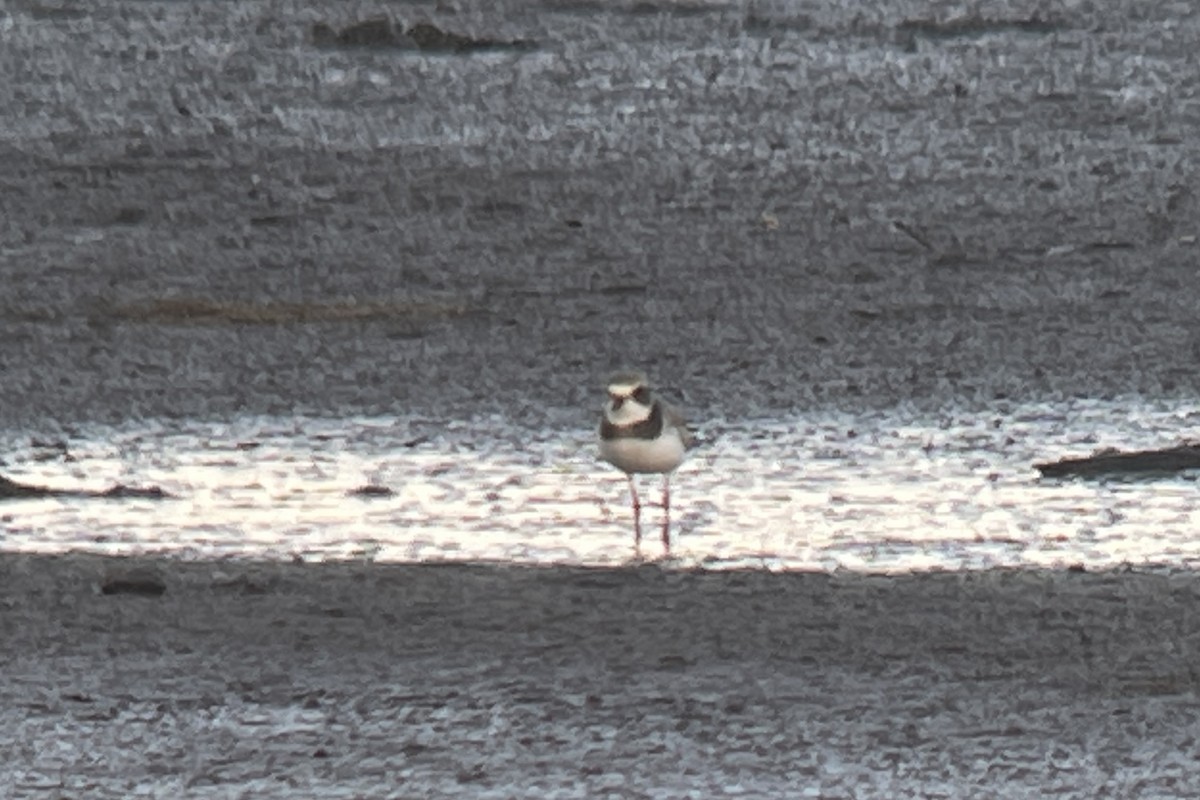 Semipalmated Plover - ML483654951