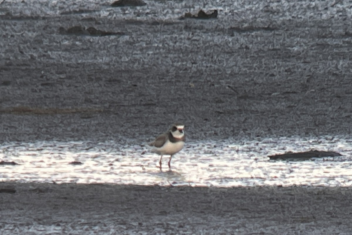 Semipalmated Plover - ML483654981