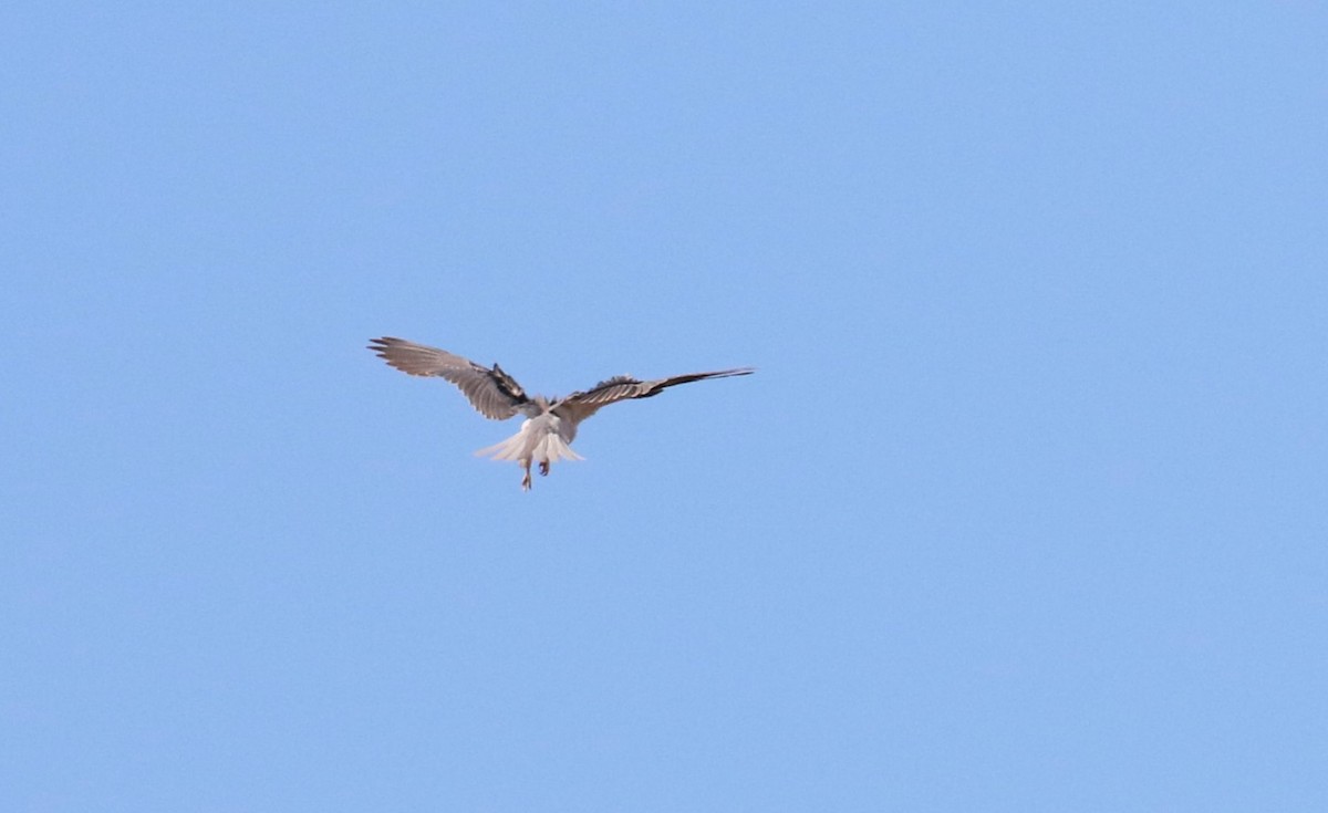 White-tailed Kite - ML483657741