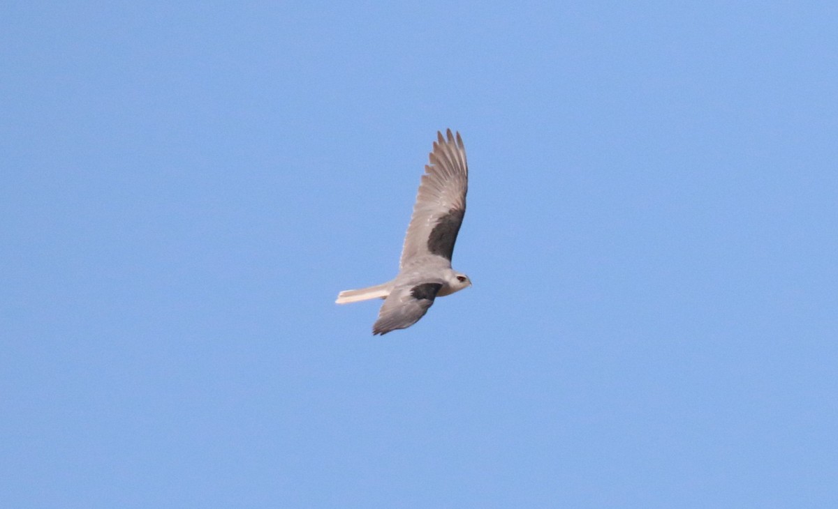 White-tailed Kite - ML483657751