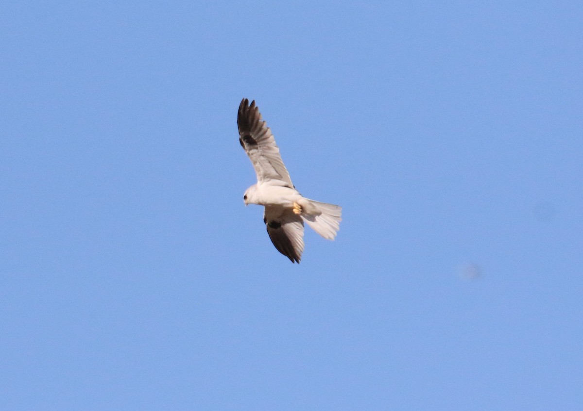 White-tailed Kite - ML483657761