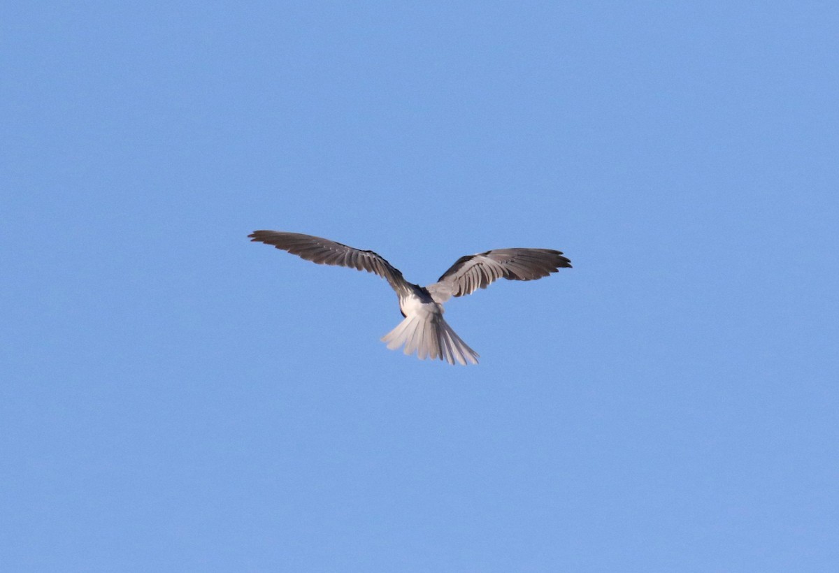 White-tailed Kite - ML483657771