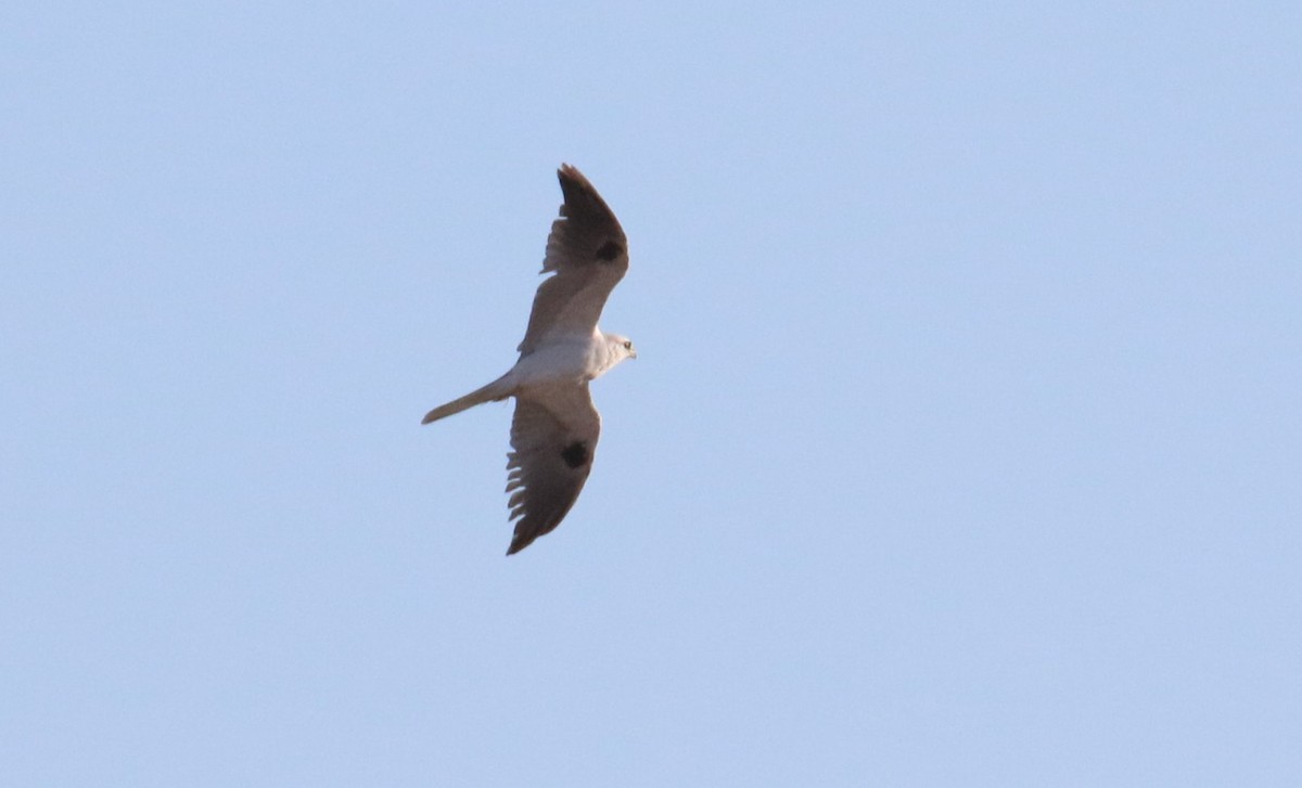 White-tailed Kite - ML483657781