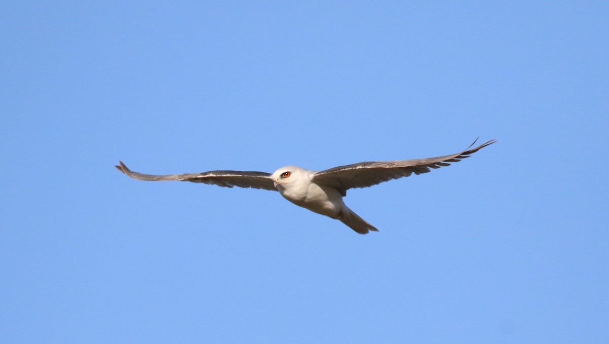 White-tailed Kite - ML483657791