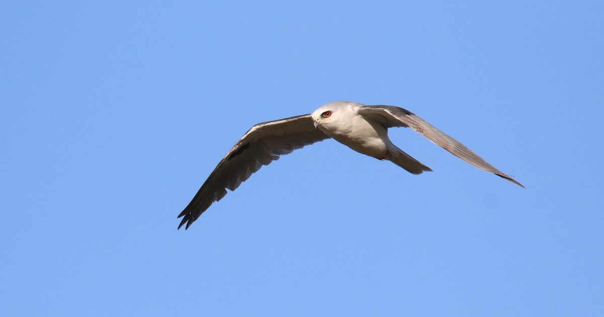 White-tailed Kite - ML483657811