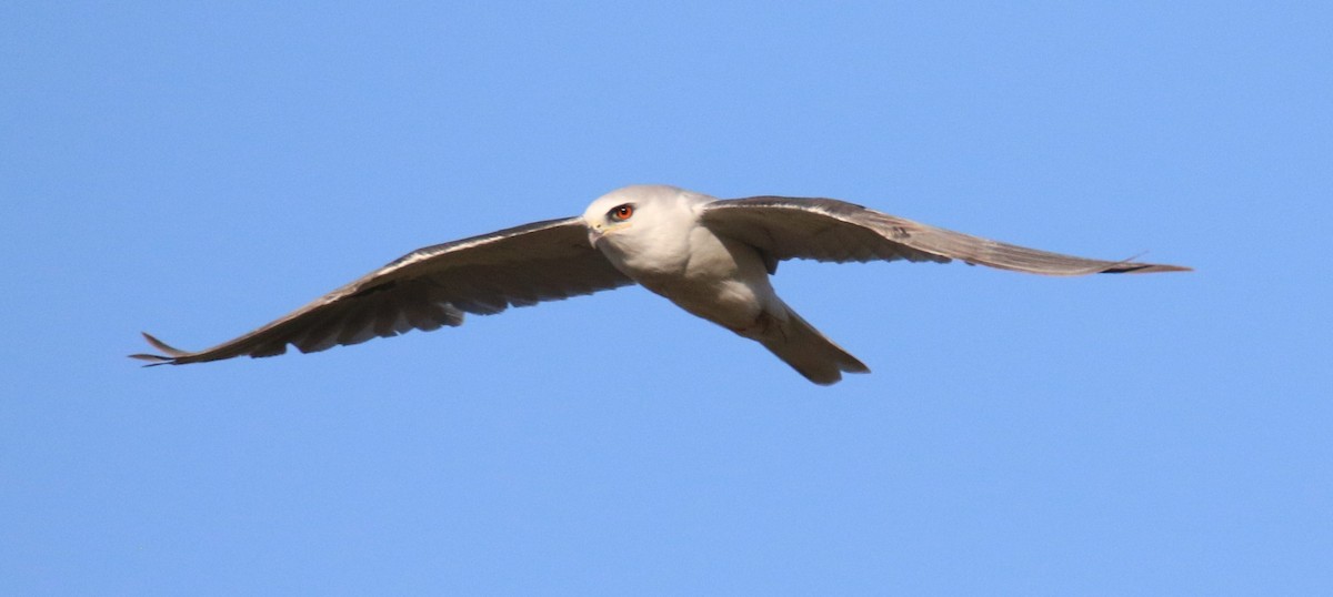 White-tailed Kite - ML483657821
