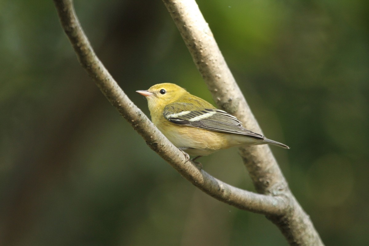 Bay-breasted Warbler - ML48365891