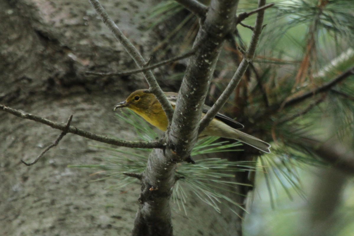 Pine Warbler - ryan  doherty