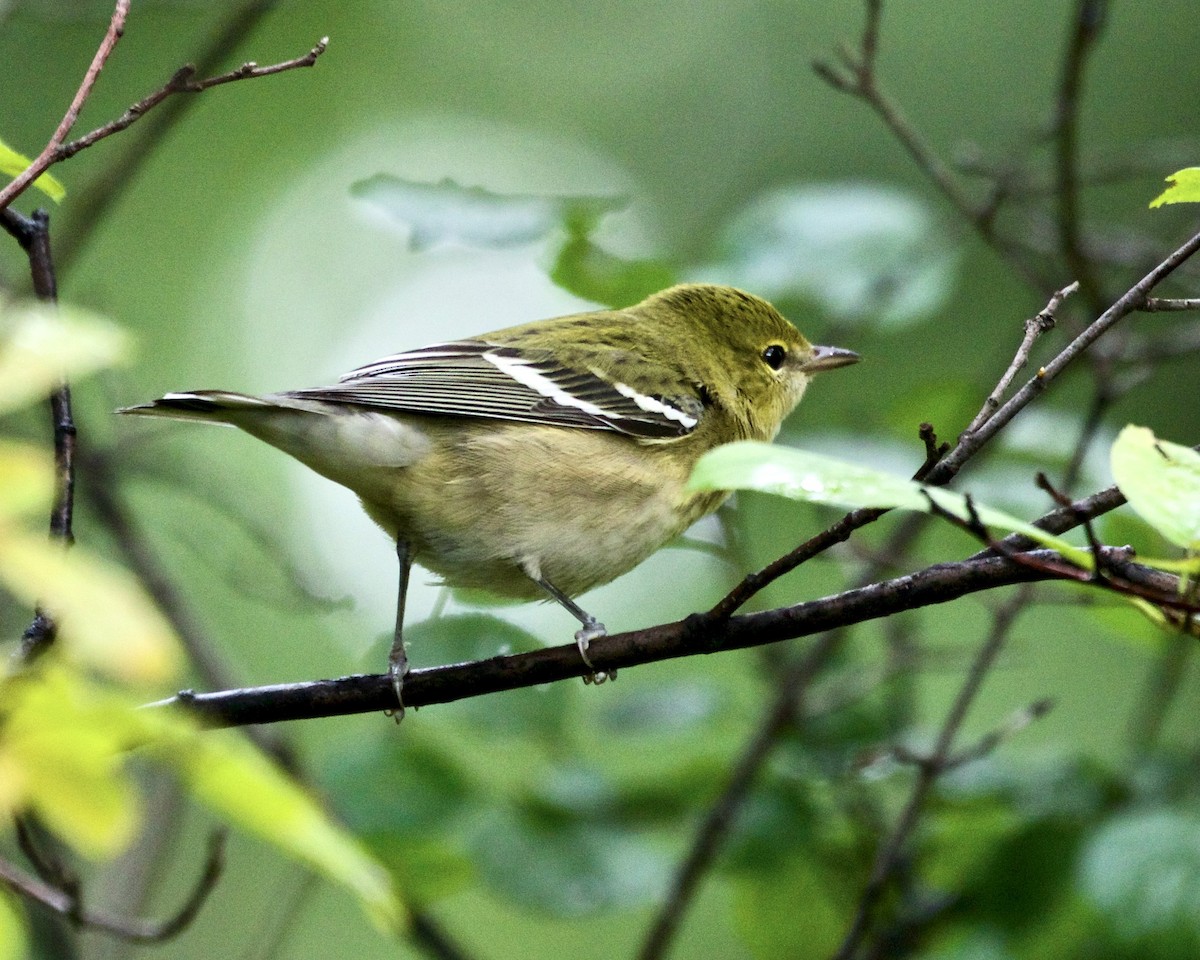 Bay-breasted Warbler - ML483664301