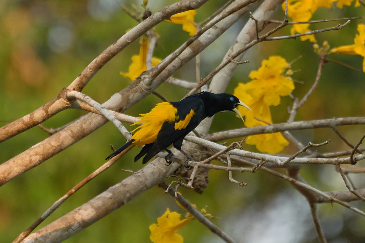 Yellow-rumped Cacique - ML483667631