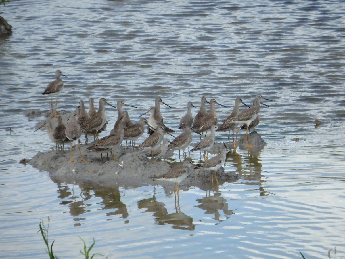 Long-billed Dowitcher - ML48367111
