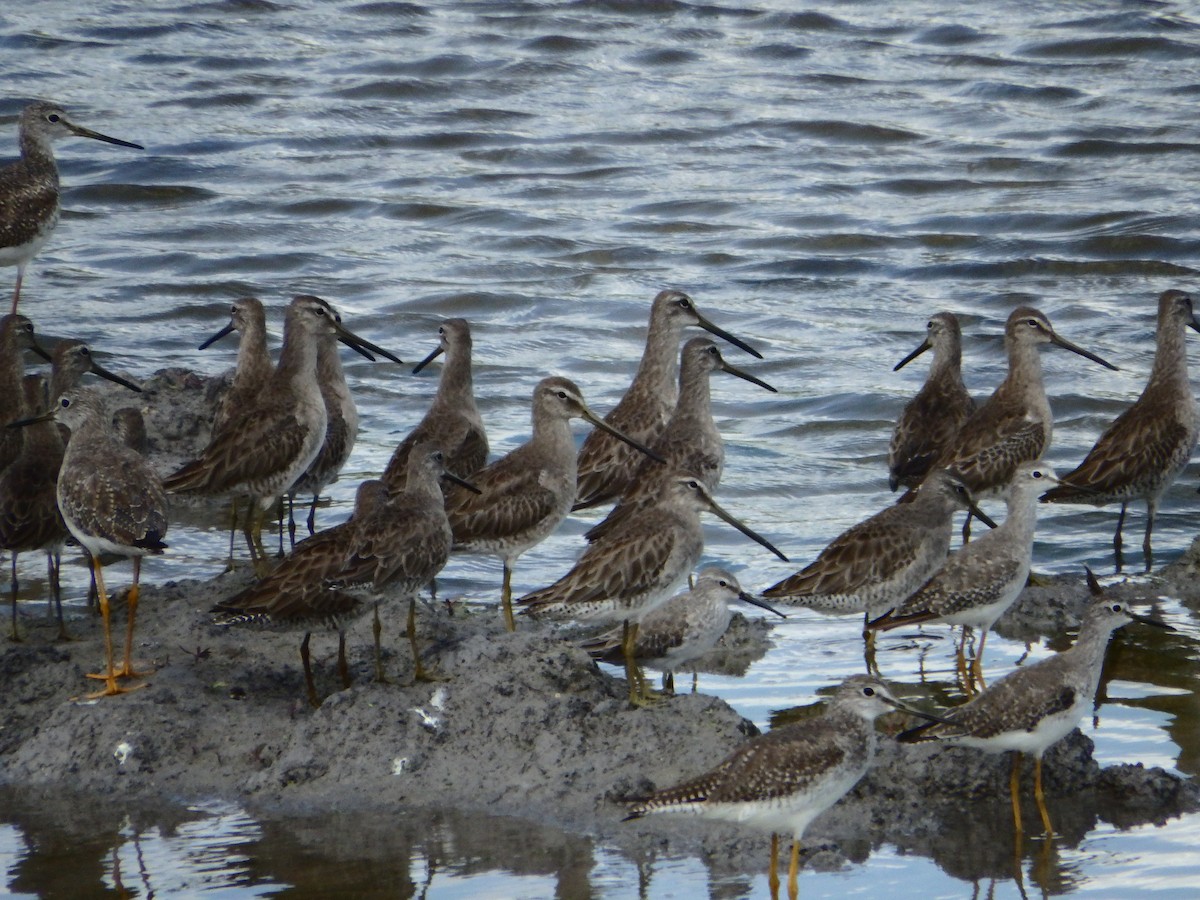 Long-billed Dowitcher - ML48367121
