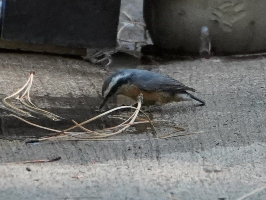 Red-breasted Nuthatch - ML483675151