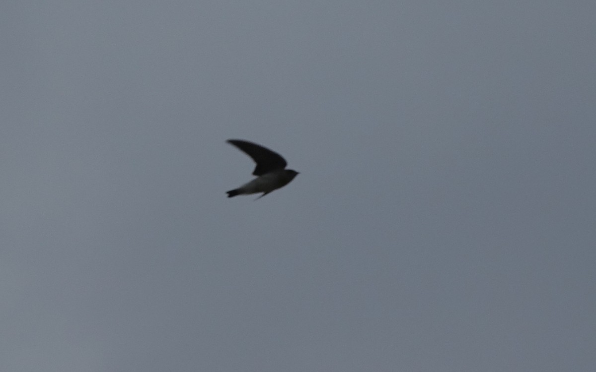 Northern Rough-winged Swallow - Greg Cross