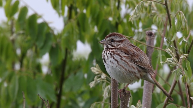 Song Sparrow - ML483681