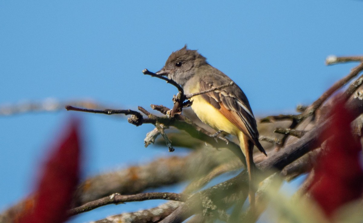 Great Crested Flycatcher - ML483682251