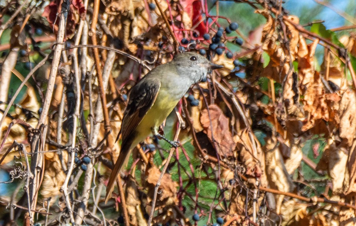 Great Crested Flycatcher - ML483682261