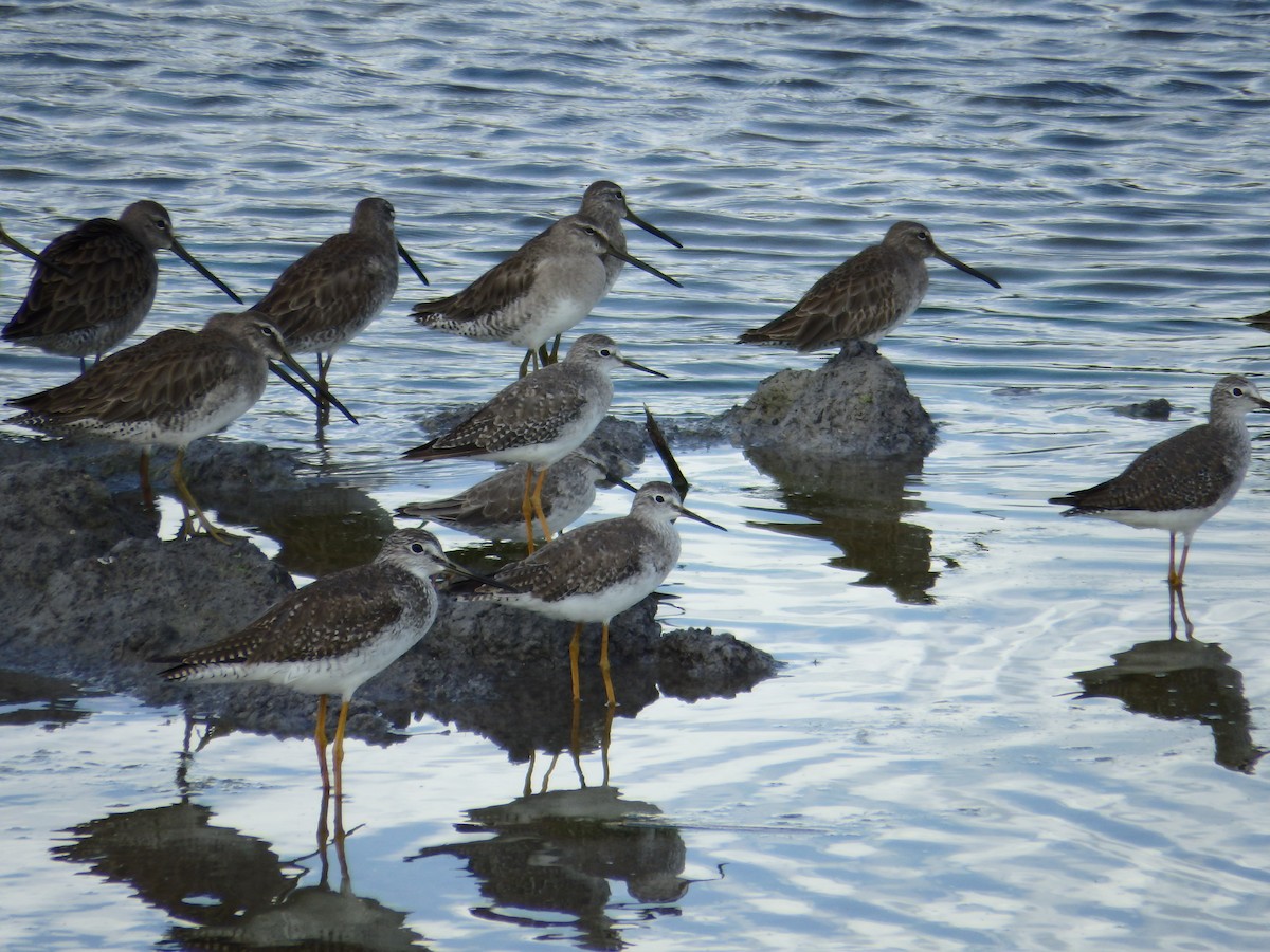 Long-billed Dowitcher - ML48368731