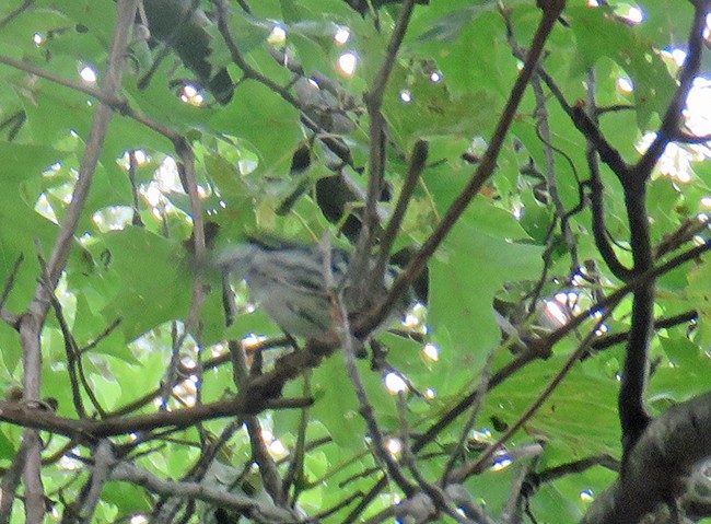 Black-and-white Warbler - Nancy Anderson