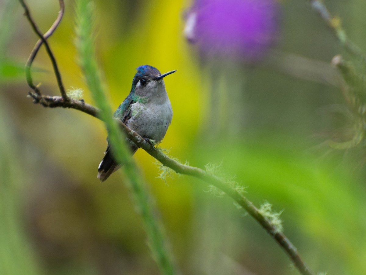 Violet-headed Hummingbird - Juan Sánchez