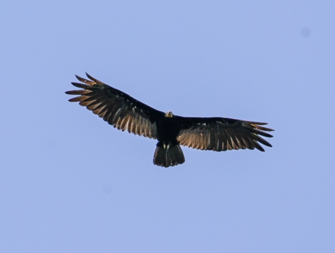 Greater Yellow-headed Vulture - ML483694131
