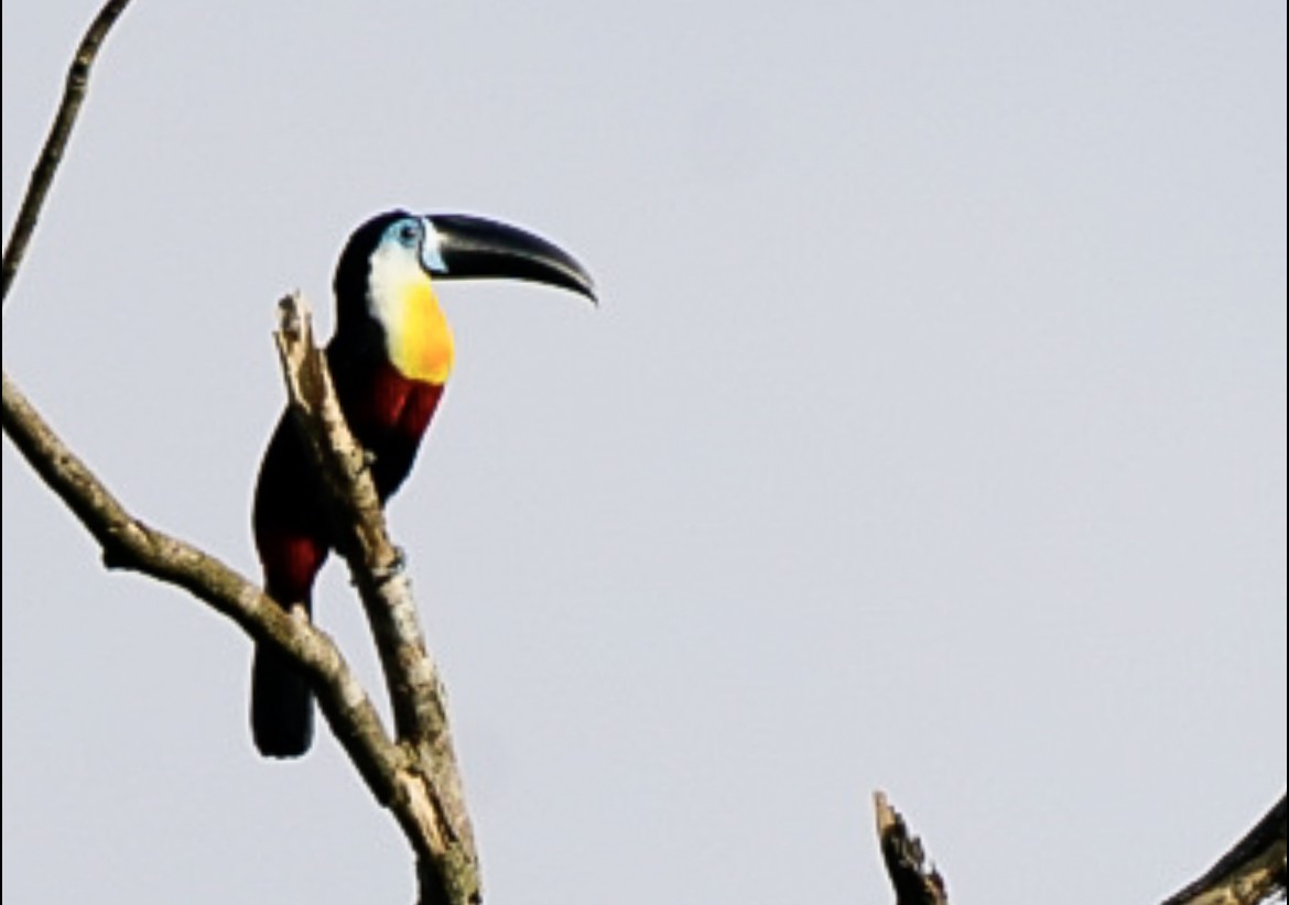 Channel-billed Toucan - Gustavo Acerenza