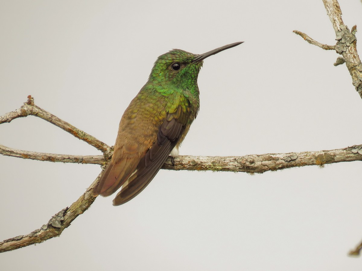 Copper-tailed Hummingbird - Saucerottia cupreicauda - Birds of the World