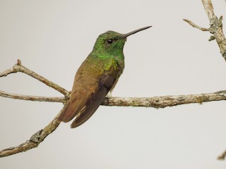  - Copper-tailed Hummingbird