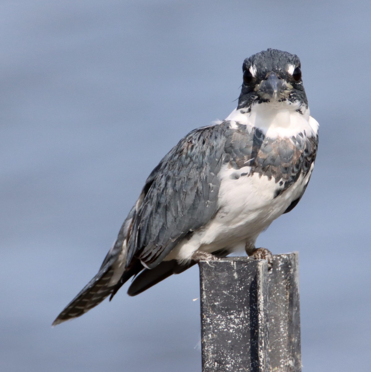 Belted Kingfisher - ML483699891
