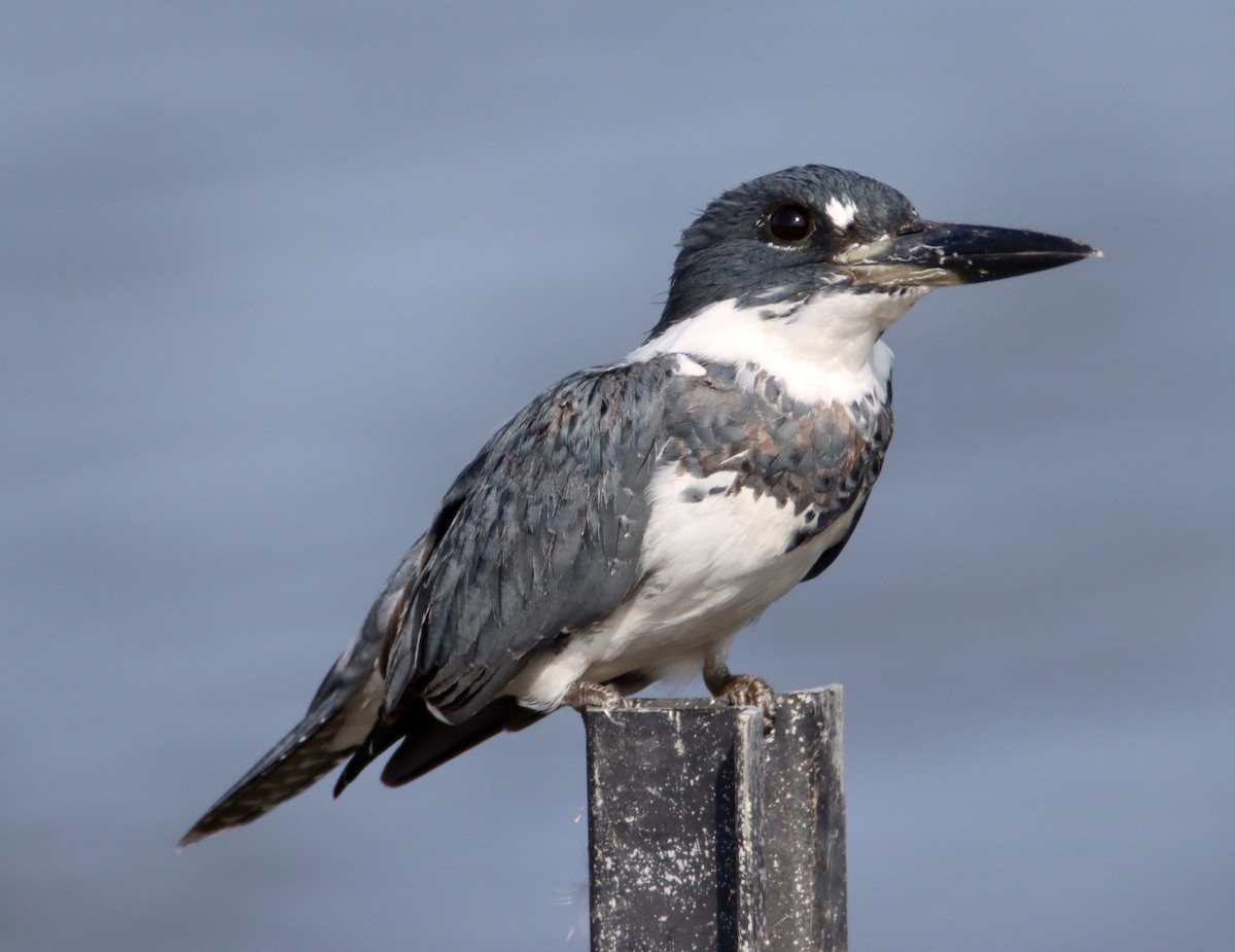 Belted Kingfisher - ML483699901