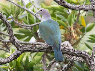  - Green Imperial-Pigeon