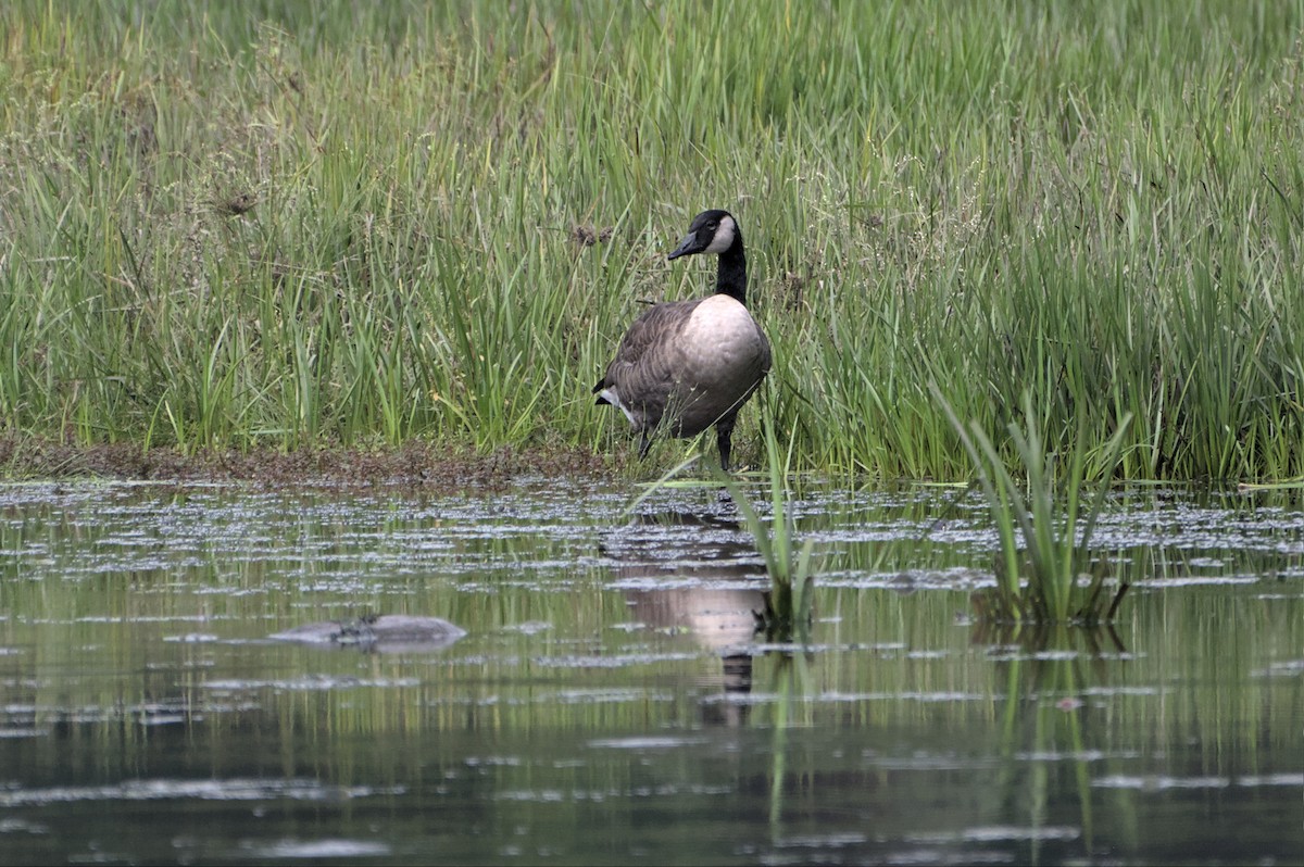 New York Breeding Bird Atlas Checklist 12 Sep 2022 Kingston Reservoir No. 1, Woodstock 7