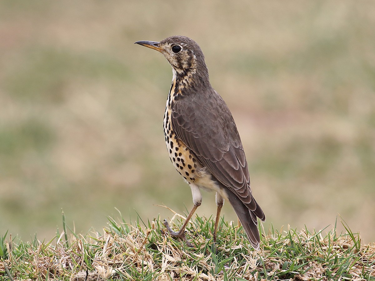 Ethiopian Thrush - Turdus simensis - Birds of the World