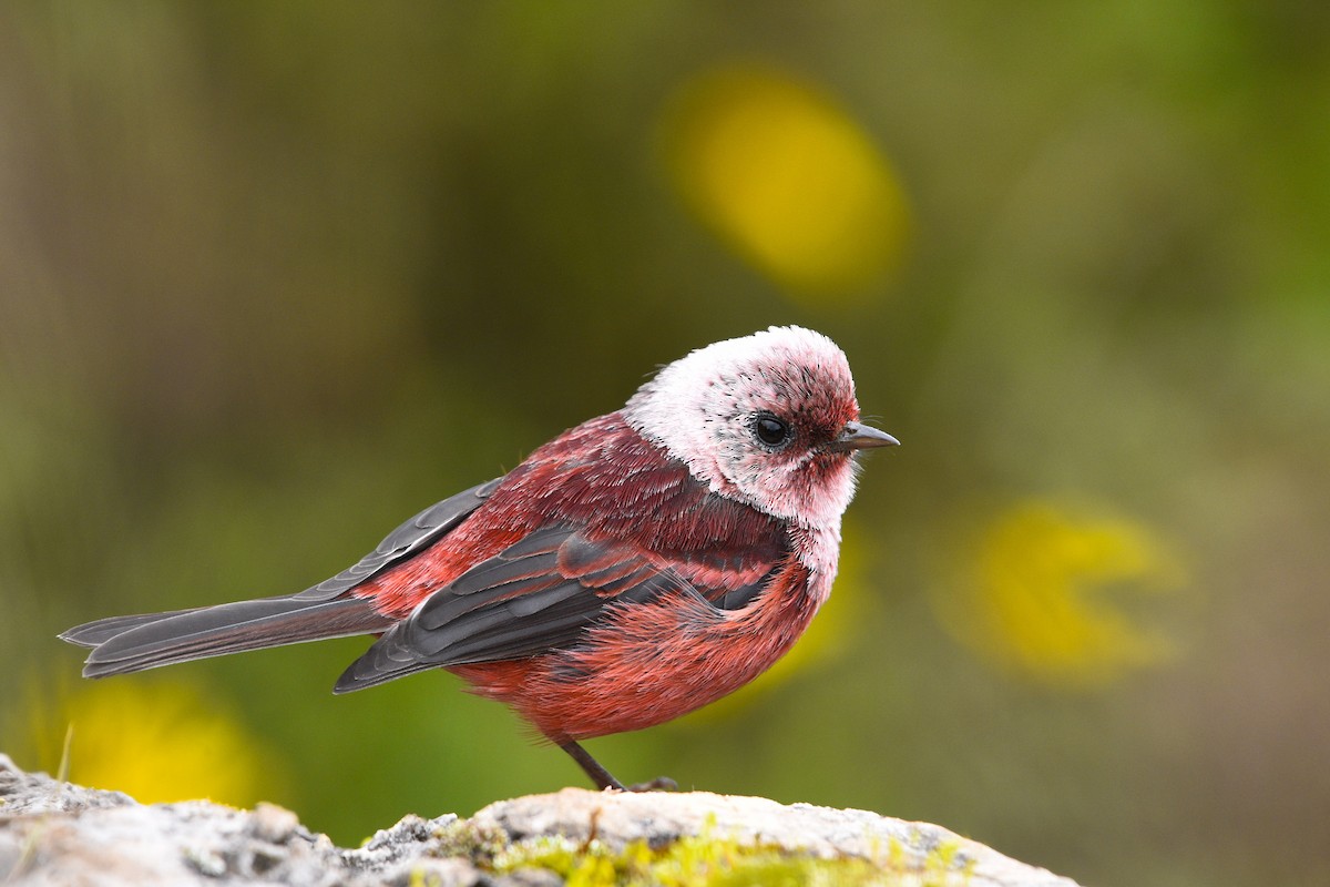 Pink-headed Warbler - Esteban Matías (birding guide) Sierra de los Cuchumatanes Huehuetenango esteban.matias@hotmail.com                             +502 53810540