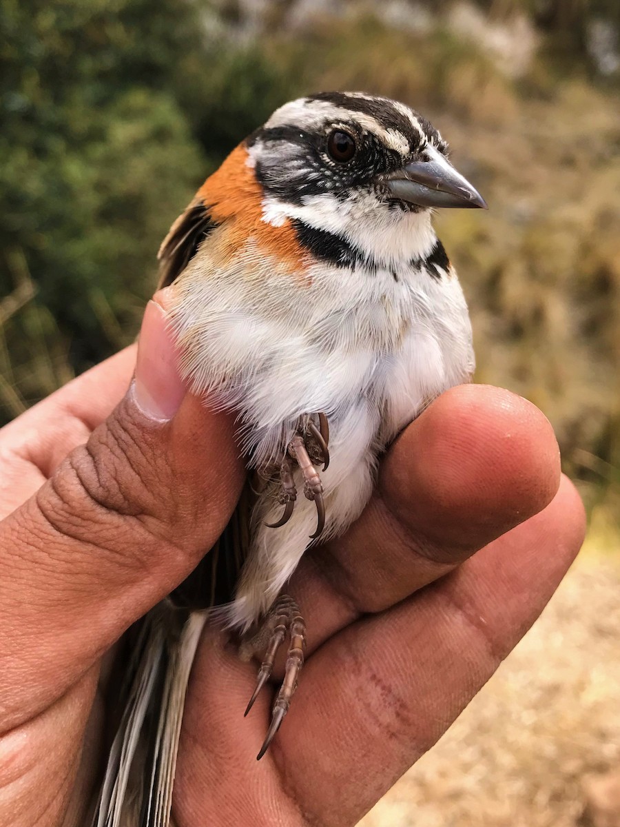 Rufous-collared Sparrow - ML483712281