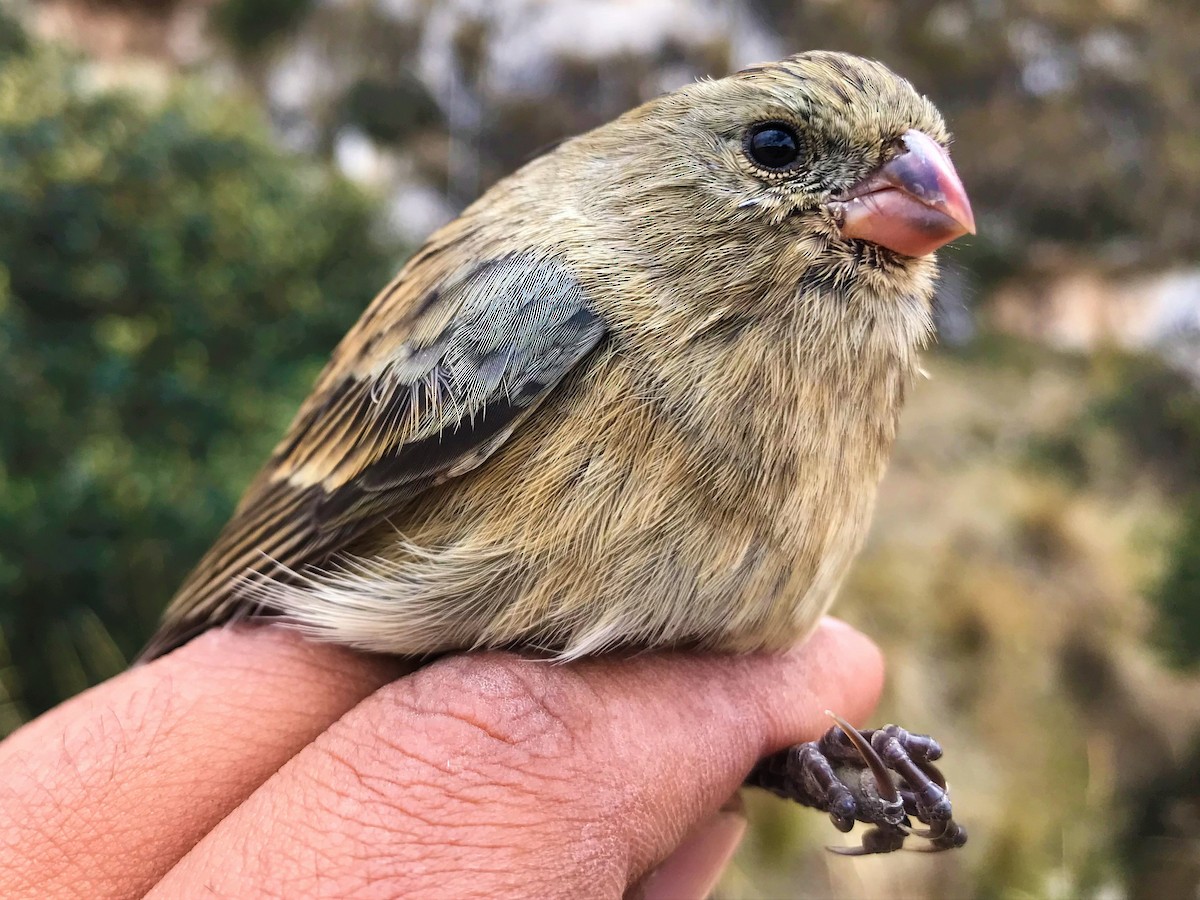 Plain-colored Seedeater - ML483712351