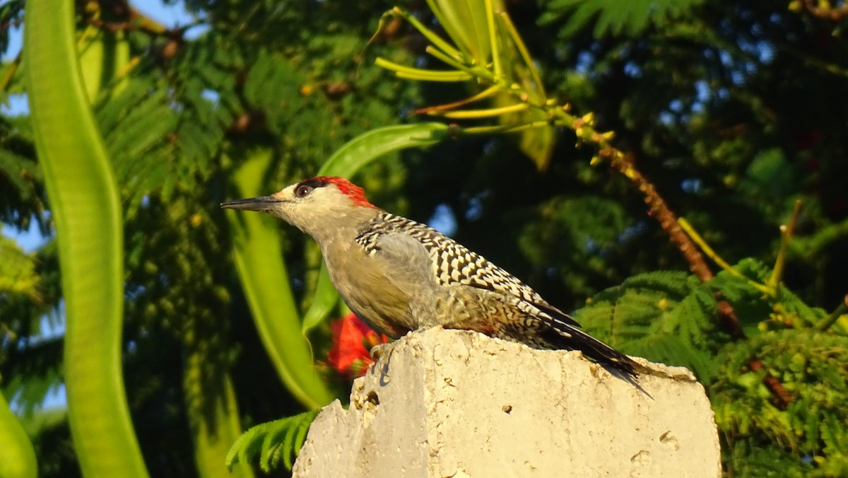 West Indian Woodpecker - ML483714321