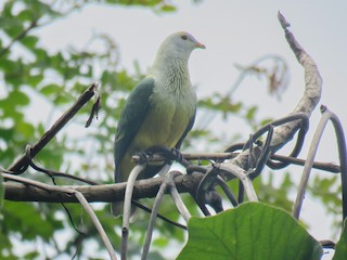  - Raiatea Fruit-Dove